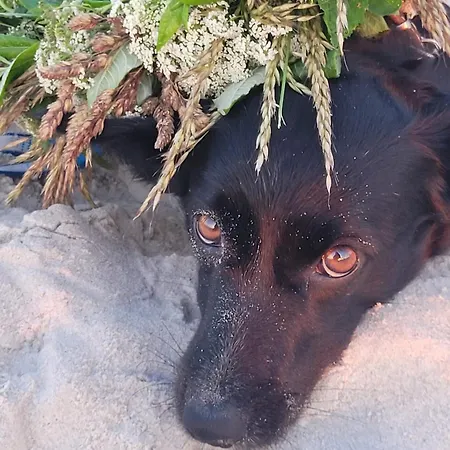 Meduza Garden Białogóra