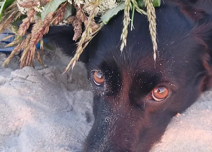 Meduza Garden Białogóra