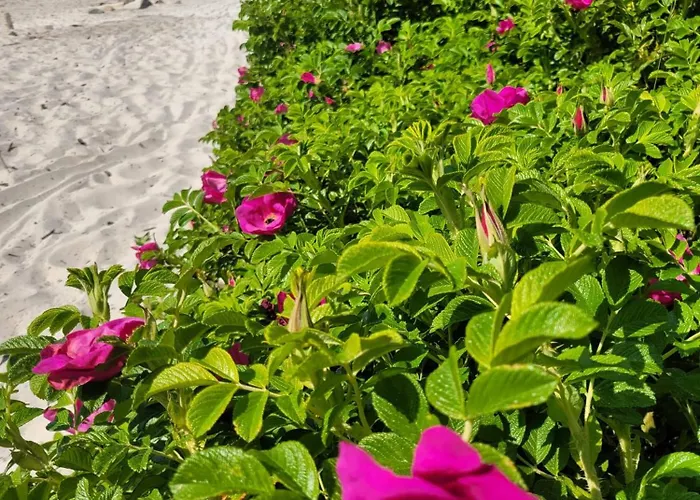 Meduza Garden Dom wakacyjny *